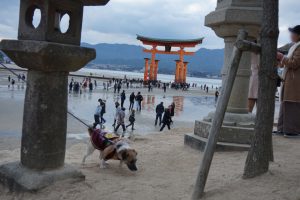 back-miyajima2018-2