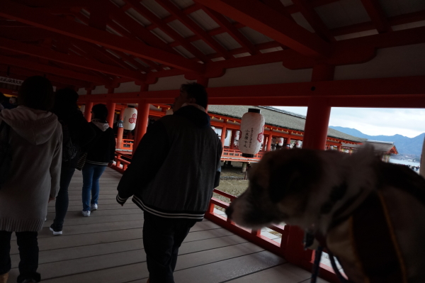 チップ-厳島神社へ