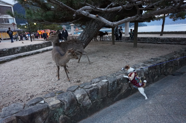 チップと鹿さん