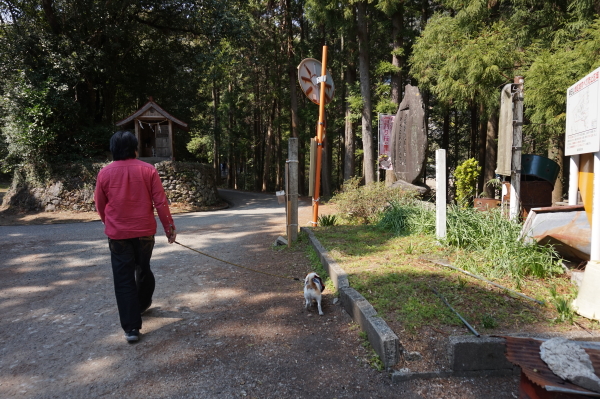 桑田山・雪割り桜