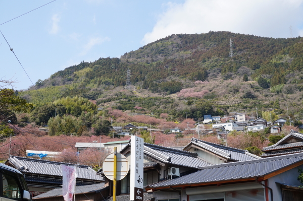 桑田山・雪割り桜