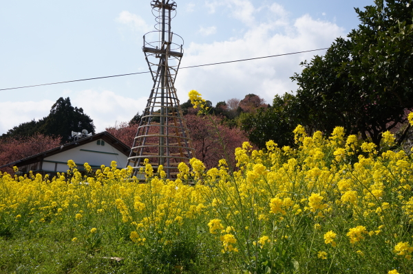 桑田山・雪割り桜