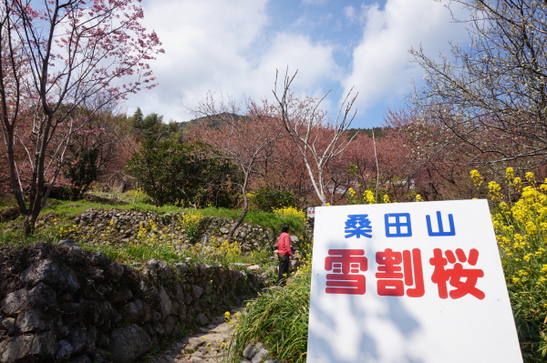 桑田山・雪割り桜