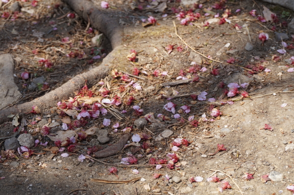 桑田山・雪割り桜