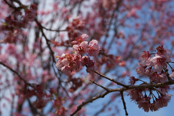 桑田山・雪割り桜