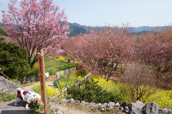 桑田山・雪割り桜