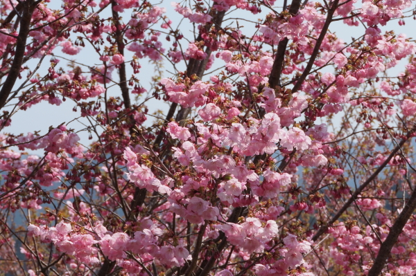 桑田山・雪割り桜