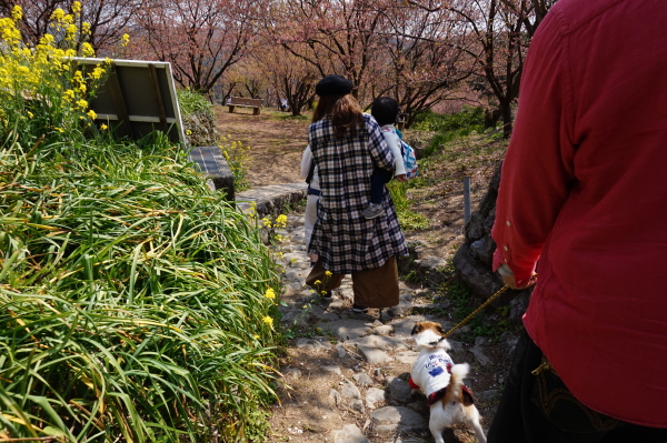 桑田山・雪割り桜