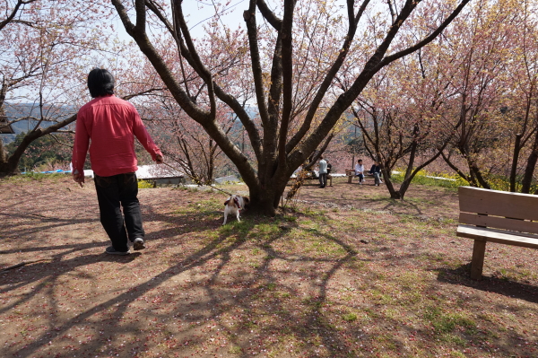 桑田山・雪割り桜