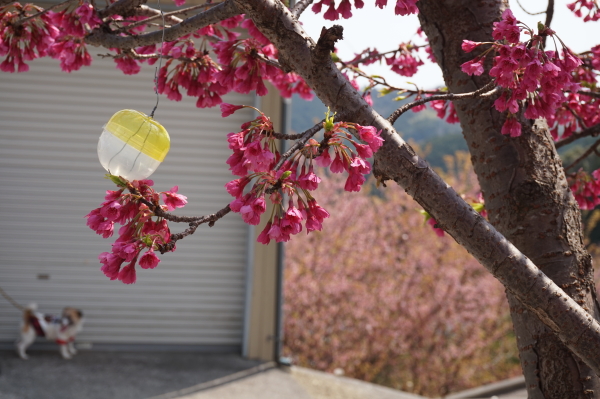 桑田山・雪割り桜