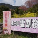 桑田山・雪割り桜