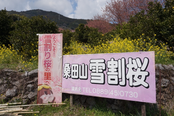 桑田山・雪割り桜