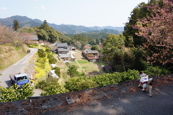 桑田山・雪割り桜