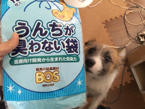 うんちが臭わない袋