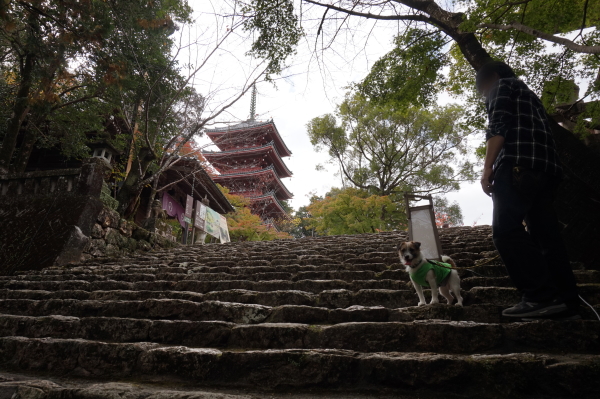 竹林寺、五重塔