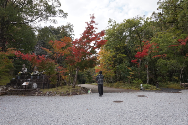 竹林寺、紅葉