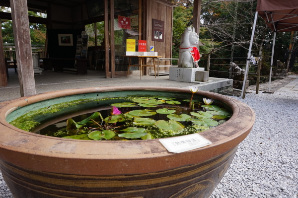 竹林寺、はす