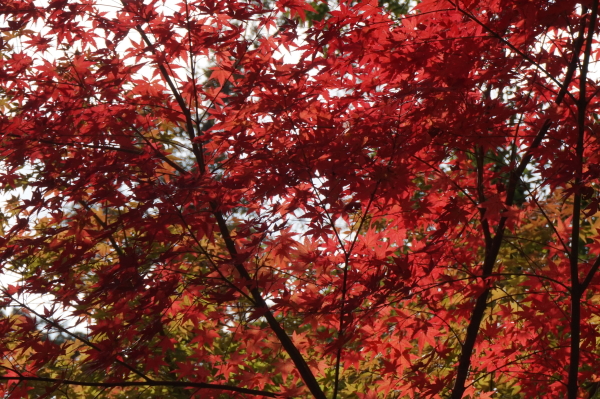 竹林寺のもみじ