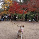 miyajima201811-12