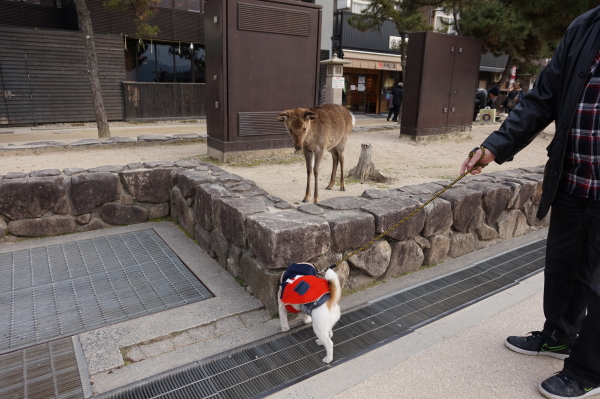 2019年-宮島-初詣