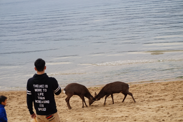 2019年-宮島-初詣