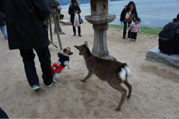 2019年-宮島-初詣