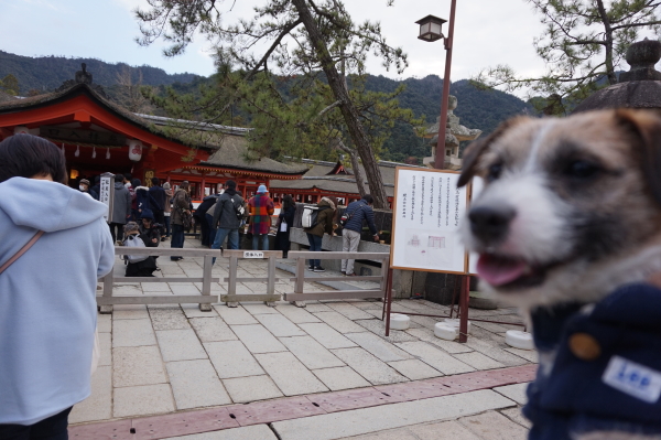 2019年-宮島-初詣