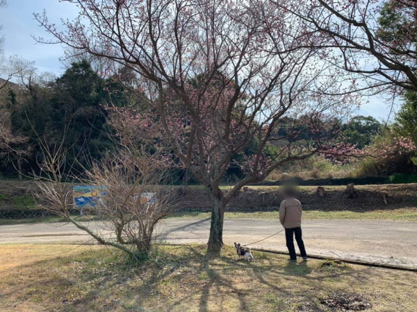 咸陽島公園の早咲きの桜