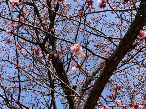 咸陽島公園の早咲きの桜