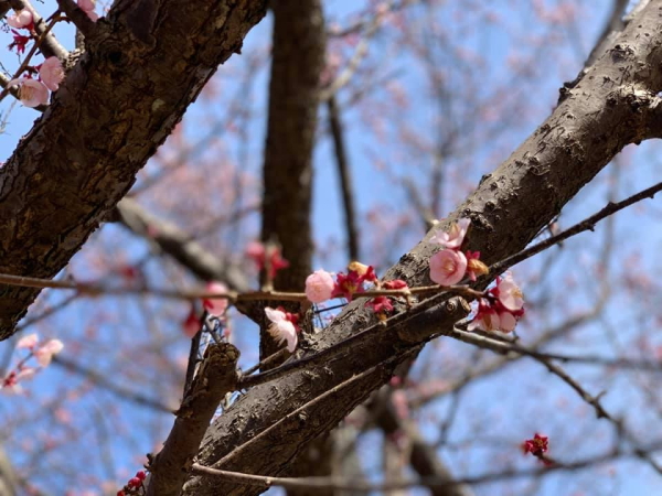 早咲きの桜