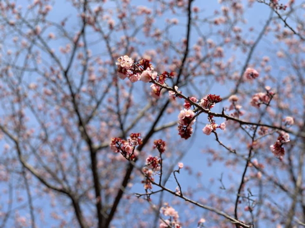 咸陽島の早咲きの桜