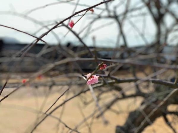 宮島ＳＡのしだれ桜