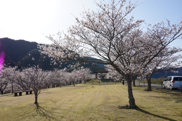 四万十川-入田の桜