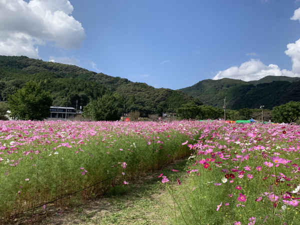 越智町コスモス祭り