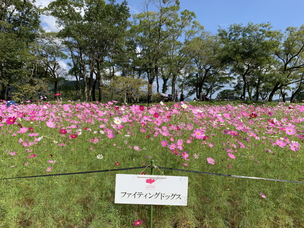 越智町コスモス祭り