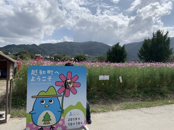 越智町コスモス祭り