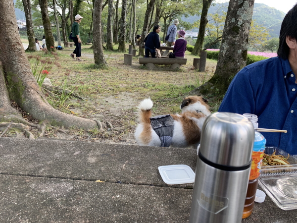 越智町コスモス祭り