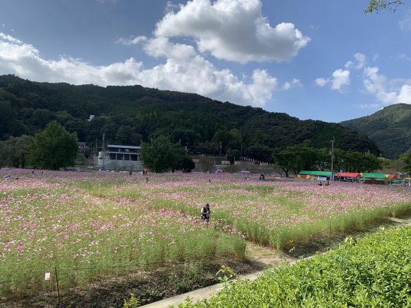 越智町コスモス祭り