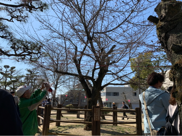 道後公園のソメイヨシノ標本木