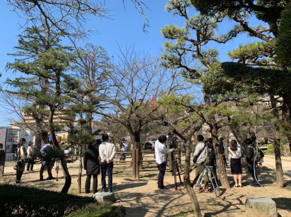 道後の桜