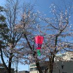 道後公園の桜