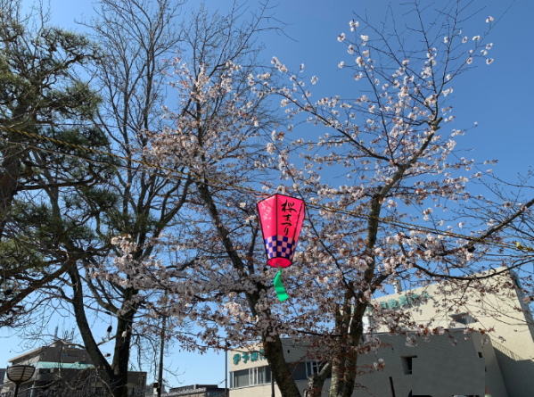 道後公園の桜