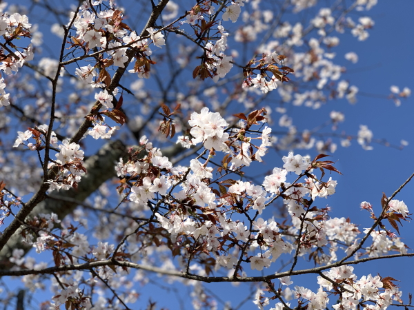 道後公園の桜