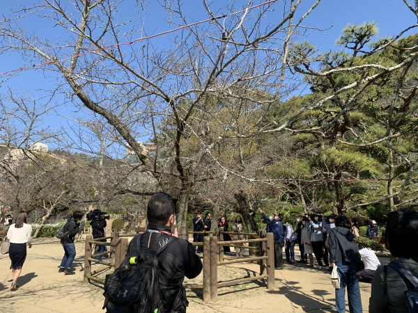 道後公園の桜