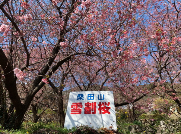 桑田山-雪割桜