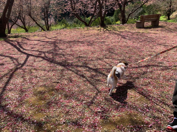 桑田山-雪割桜