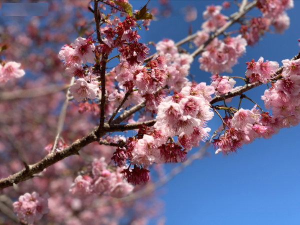 桑田山-雪割桜