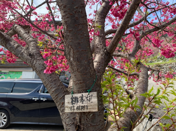 桑田山-緋寒桜