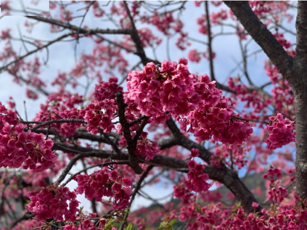 桑田山-緋寒桜