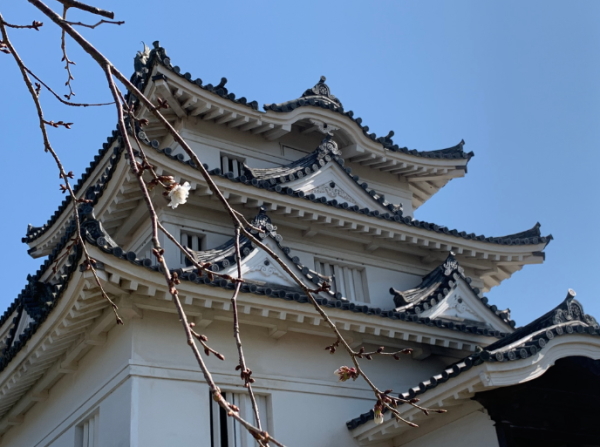 宇和島城と桜